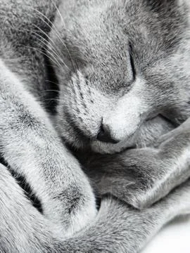 Sleeping cat Stock Photos