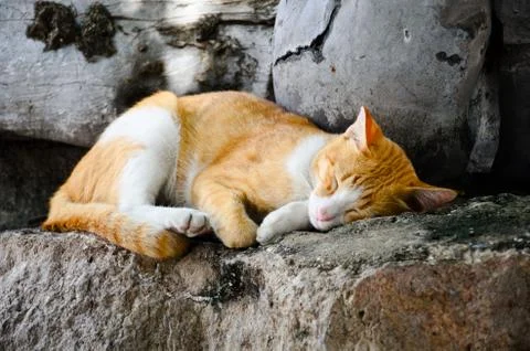 Sleeping cat Stock Photos