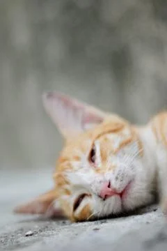 Sleeping Cat Stock Photos