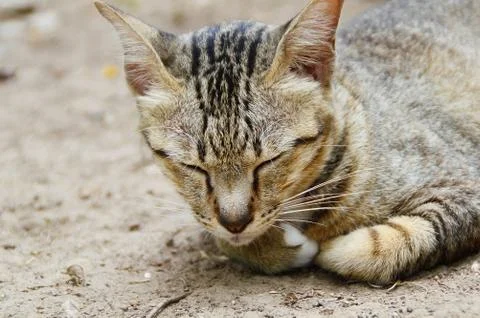 Sleeping cat Stock Photos