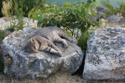 Sleeping Cat Stock Photos
