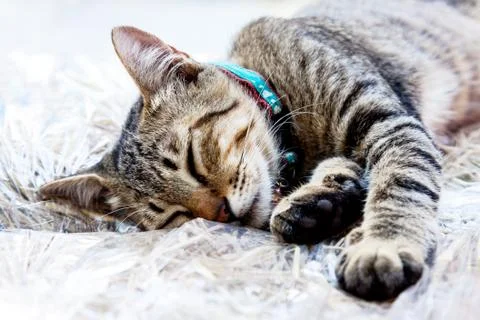 Sleeping cat Stock Photos