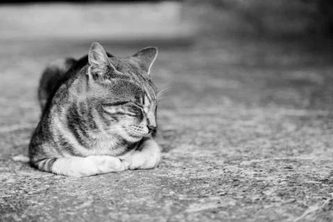 Sleeping cat Stock Photos
