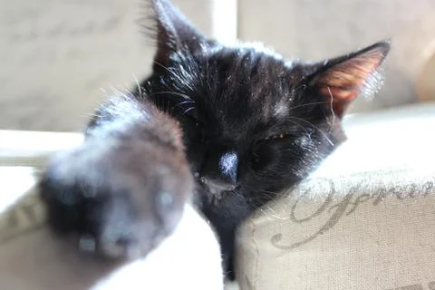 Sleeping  Cat Fotos de archivo