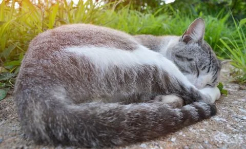 Sleeping cat Stock Photos