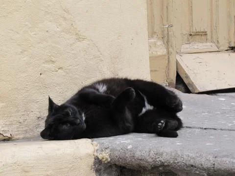 Sleeping cat Stock Photos