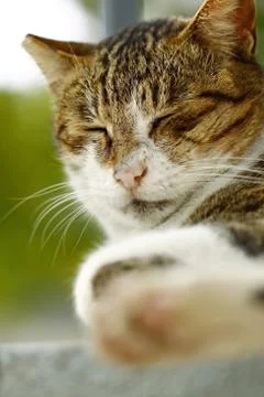 Sleeping cat Stock Photos