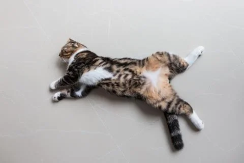 Sleeping cat Stock Photos