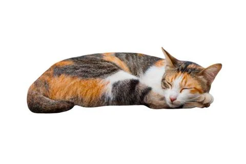 Sleeping cat Foto stock