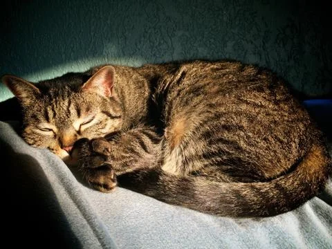 Sleeping Cat 库存照片