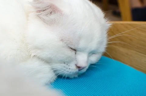 A sleeping cat Stock Photos
