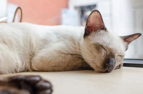 A sleeping cat Stock Photos