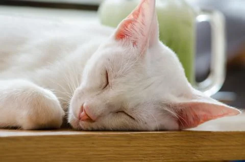 Sleeping cat Stock Photos