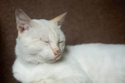 A sleeping cat Stock Photos