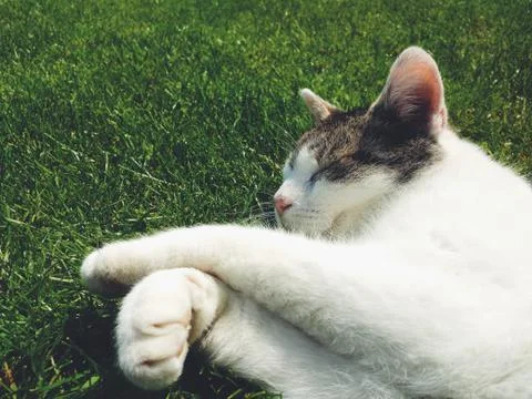 Sleeping Cat Stock-Fotos