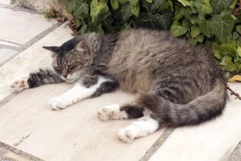 Sleeping cat Stock Photos
