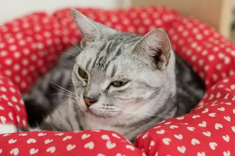 Sleeping cat Stock Photos