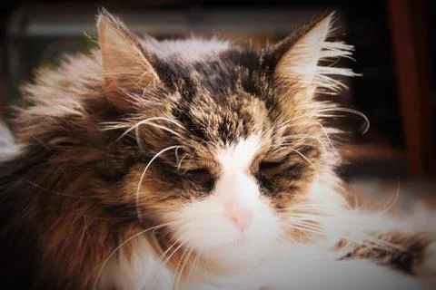 Sleeping cat Stock Photos