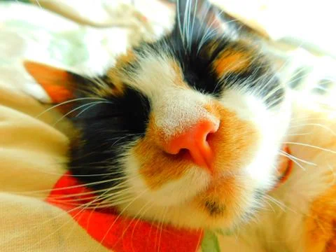 Sleeping cat Stock Photos