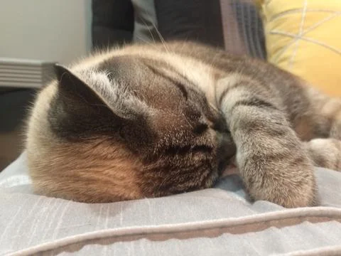 Sleeping Cat Foto stock