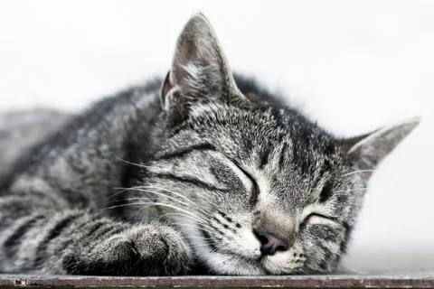 Sleeping cat Stock Photos