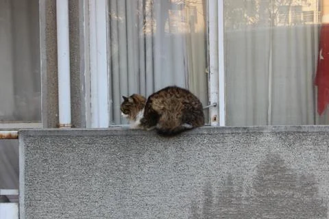 Sleeping cat Foto stock