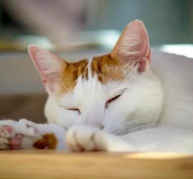 Sleeping cat Stock Photos