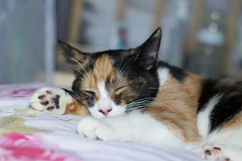 Sleeping cat Stock Photos