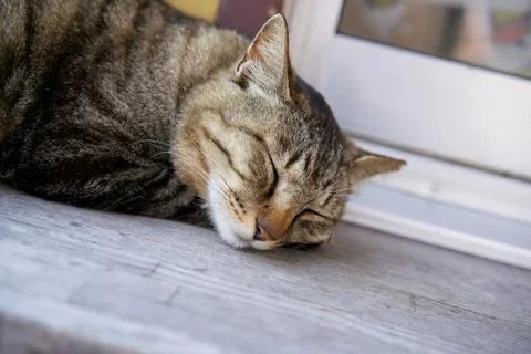 Sleeping Cat Stock Photos