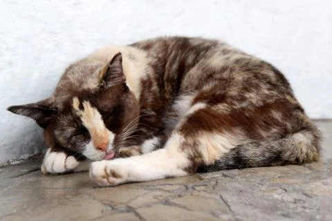 A Sleeping Cat 스톡 사진