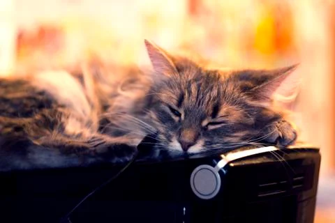 A sleeping cat Stock Photos