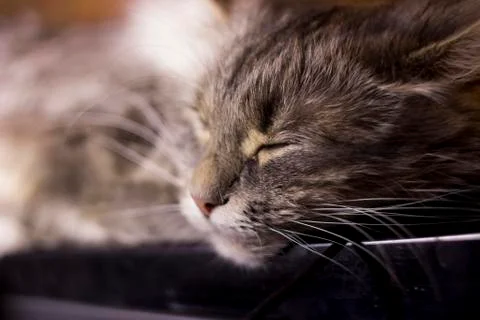 A sleeping cat Stock Photos