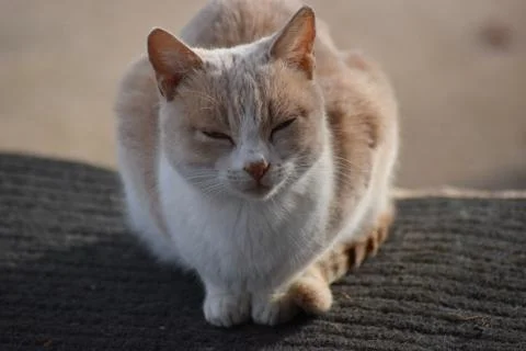 Sleeping Cat Foto stock