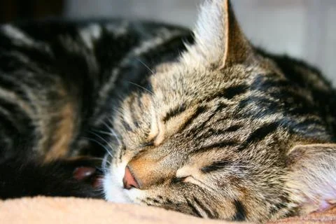 Sleeping cat Stock Photos