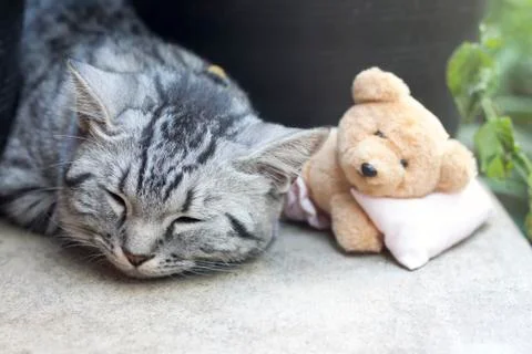 Sleeping cat Foto stock