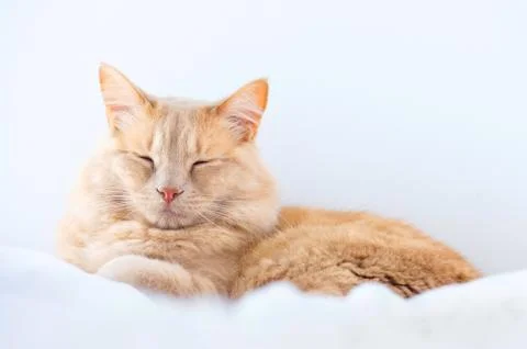 Sleeping cat Stock Photos