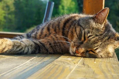 Sleeping Cat Stock Photos