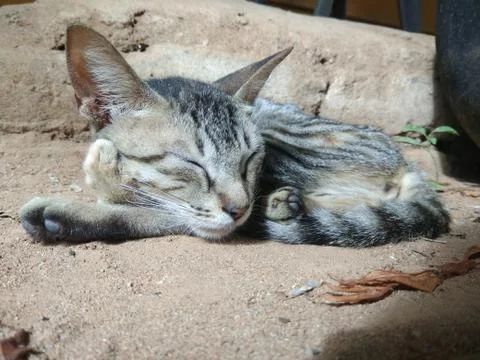 Sleeping cat Stock Photos