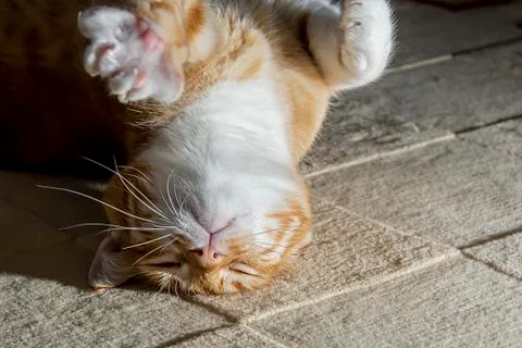 Sleeping cat Stock Photos