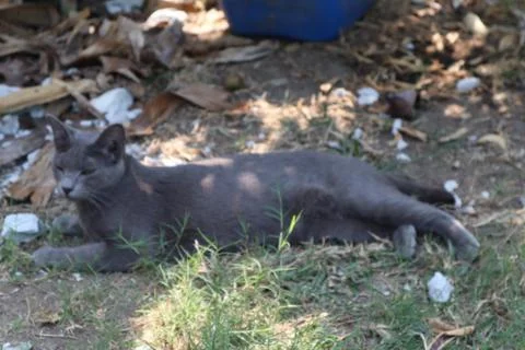 Sleeping cat Stock-Fotos