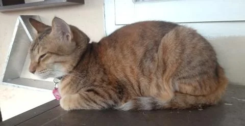 Sleeping cat Stock Photos