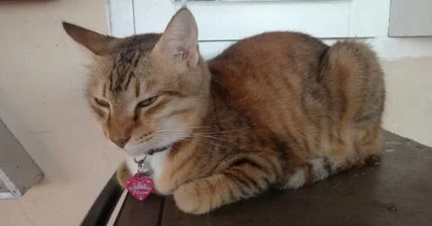 Sleeping cat Stock Photos