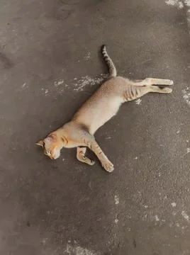 Sleeping cat Stock Photos