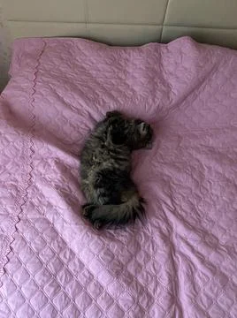 Sleeping cat Stock-Fotos