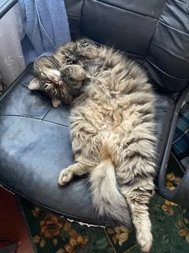 Sleeping cat Stock-Fotos