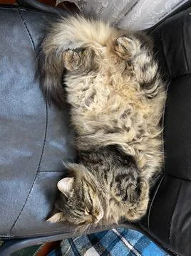 Sleeping cat Stock-Fotos