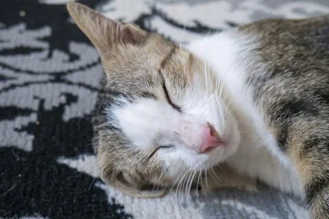 Sleeping Cat Stock Photos