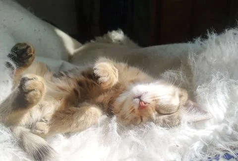 Sleeping Cat Stock Photos