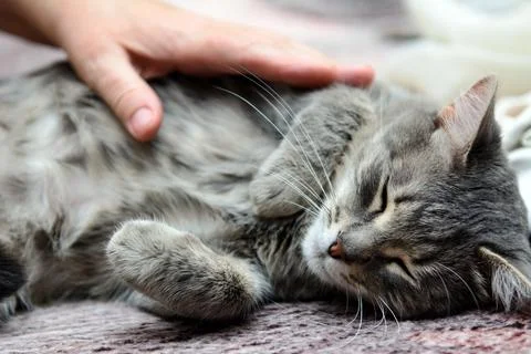 Sleeping cat 写真素材