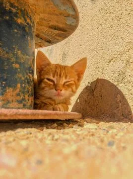 Sleeping cat 库存照片